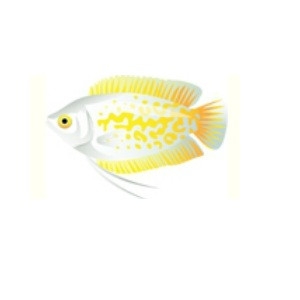 Yellow Dwarf Gourami